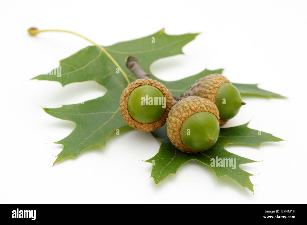 Drei Eicheln und ein Blatt aus Roteiche, Quercus Rubra. Stockfoto