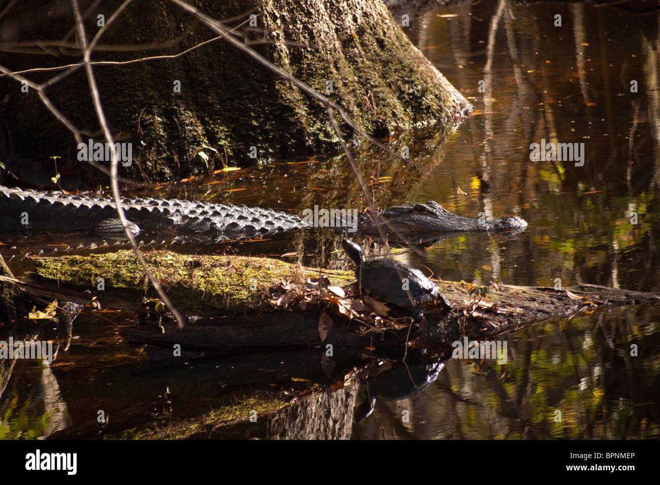 Szene aus Francis Beidler Wald in vier Löcher Sumpf, Dorchester County, SC Stockfoto