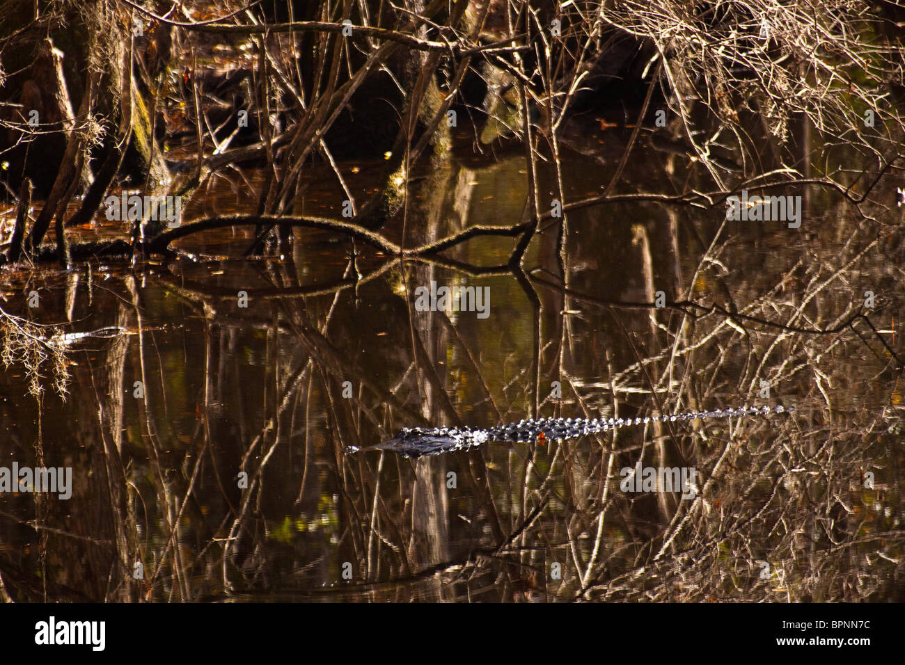 Szene aus Francis Beidler Wald in vier Löcher Sumpf, Dorchester County, SC Stockfoto