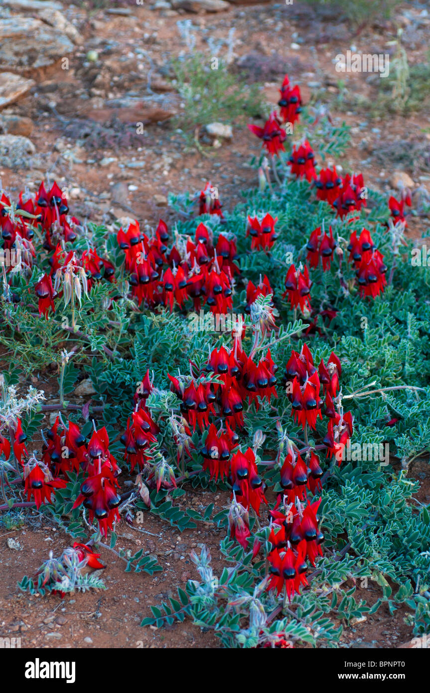 Die Sturt Desert Pea Swainsona Formosa in voller Blüte Stockfoto