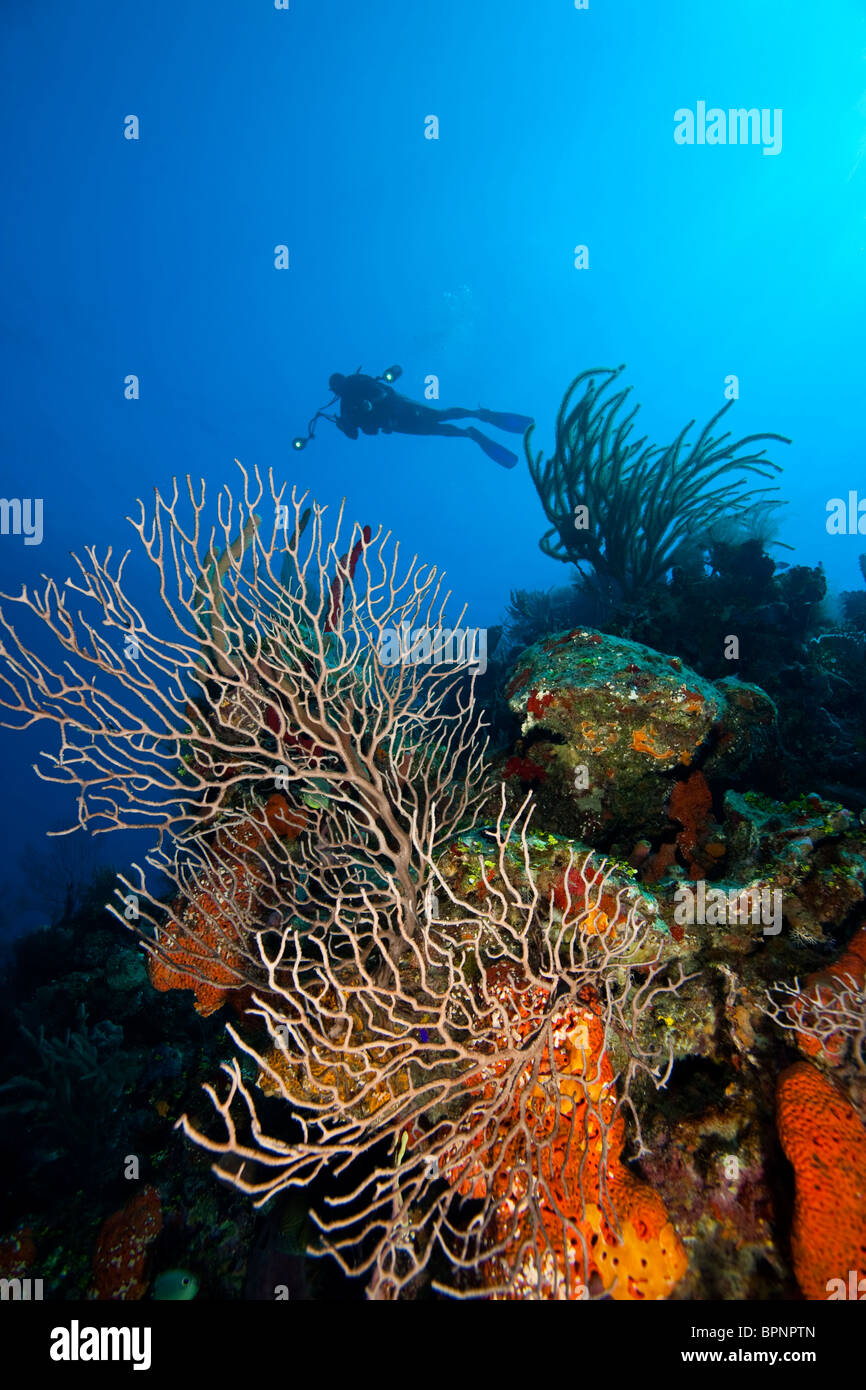 Taucher mit Unterwasser-Kamera, Nordseite des Utila, Bay Islands, Honduras, Mittelamerika Stockfoto