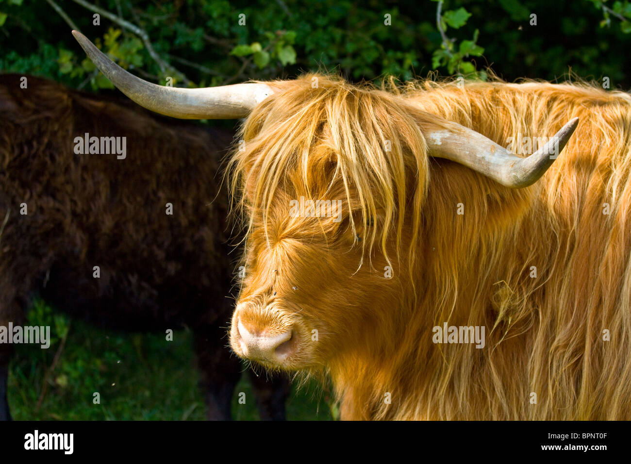 Kopfporträt von Highland lange Hornvieh Stockfoto