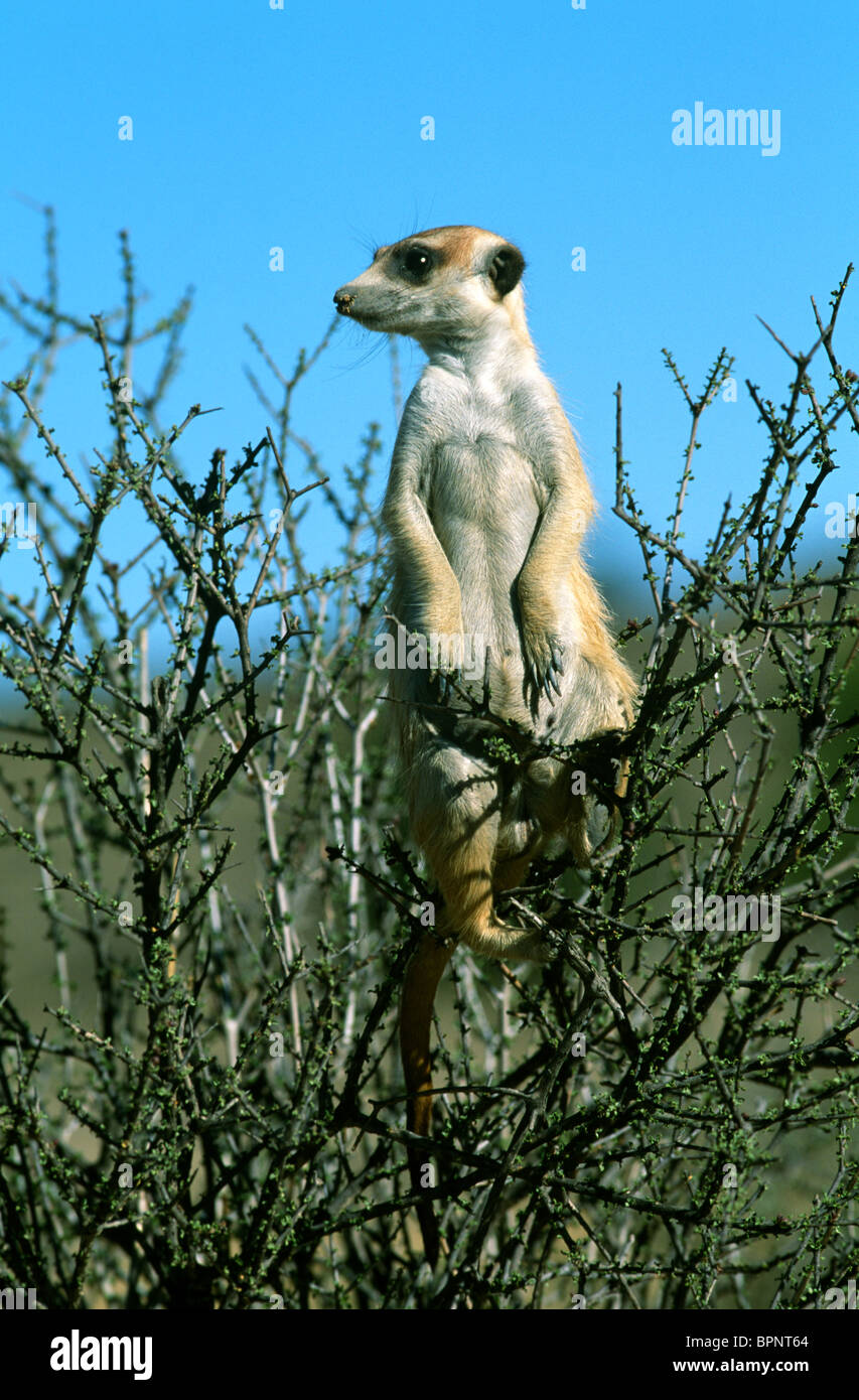 Suricate oder Meercat Suricata Suricatta aufmerksam und wachsam Kalahari Gemsbok National Park-Südafrika Stockfoto