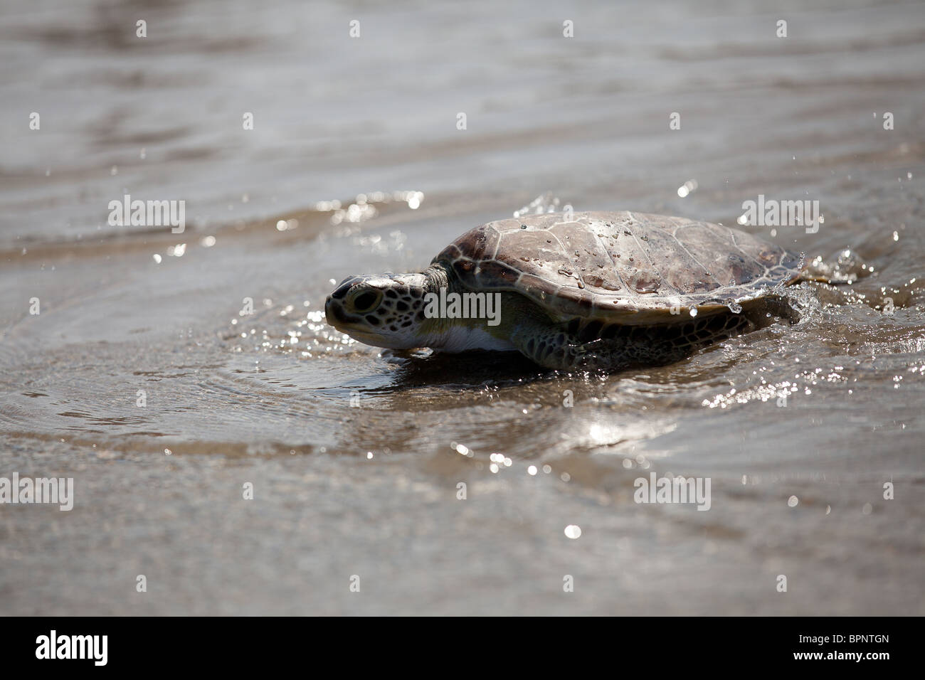 Eine sanierte Meeresschildkröte zurück in den Ozean von der Turtle Rescue Team auf der Isle of Palms, SC veröffentlicht Stockfoto