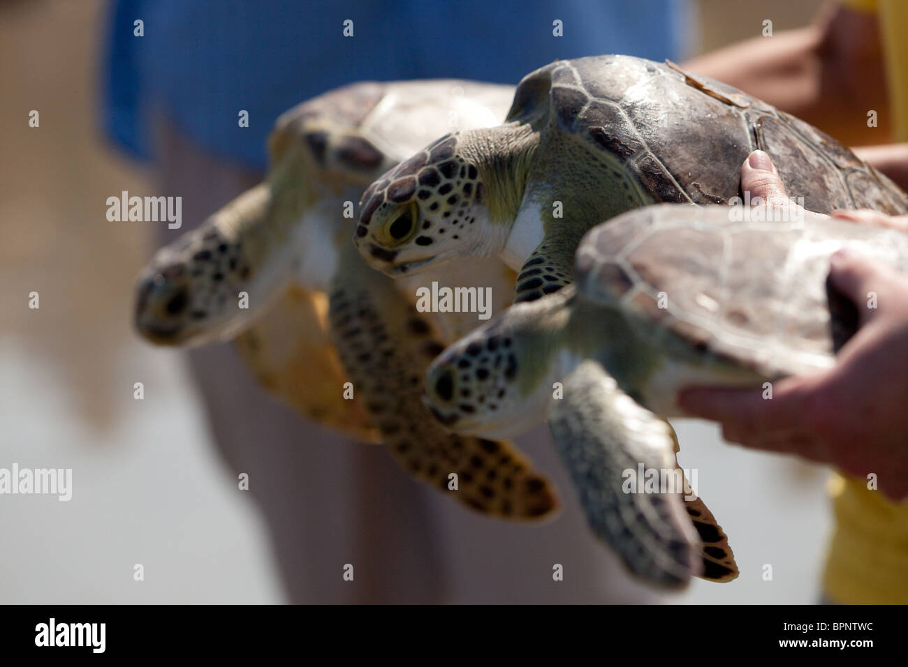 Sanierten grüne Meeresschildkröten zurück in den Ozean von der Turtle Rescue Team auf der Isle of Palms, SC veröffentlicht Stockfoto