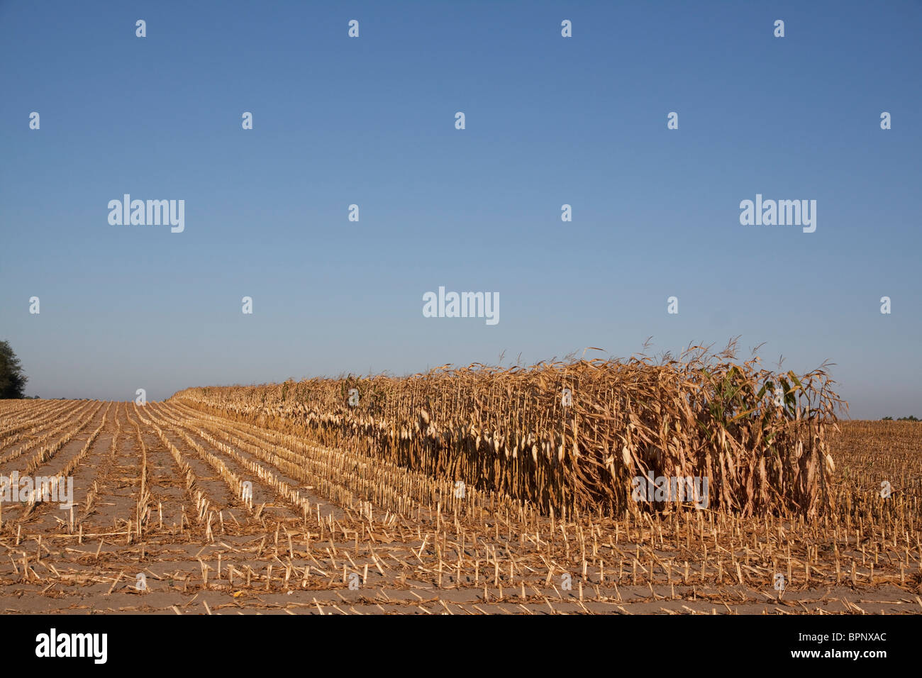 Ernte von Feld Maisfeld Michigan USA Stockfoto