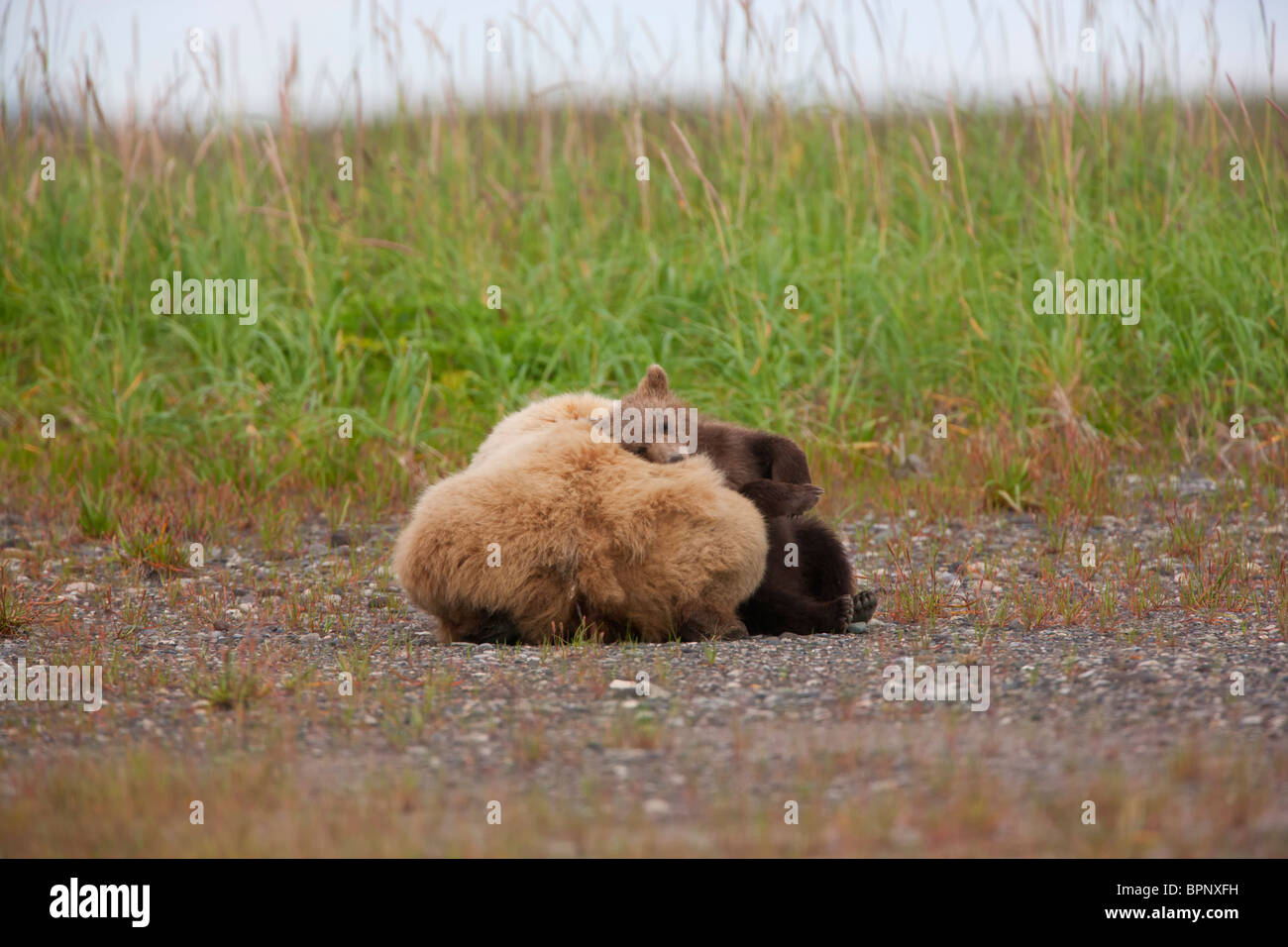 Eine braune oder Grizzly Bear Sau mit Cub, Lake-Clark-Nationalpark, Alaska. Stockfoto