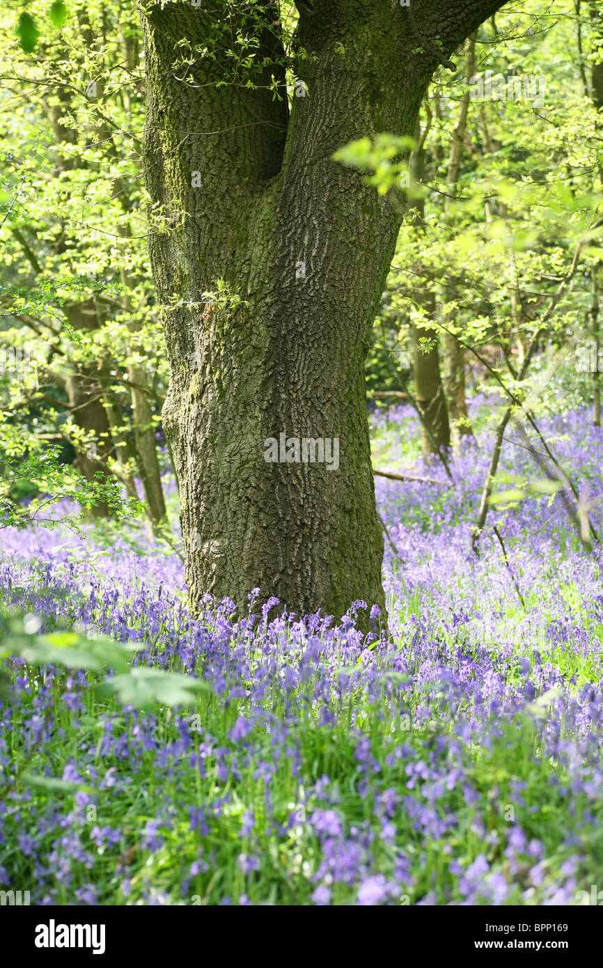 Gemeinsamen Glockenblumen (Hyacinthoides non-Scripta) mit einem Wanderweg durch eine englische Holz mit Rotbuchen Fagus lässt grüne Feder Stockfoto