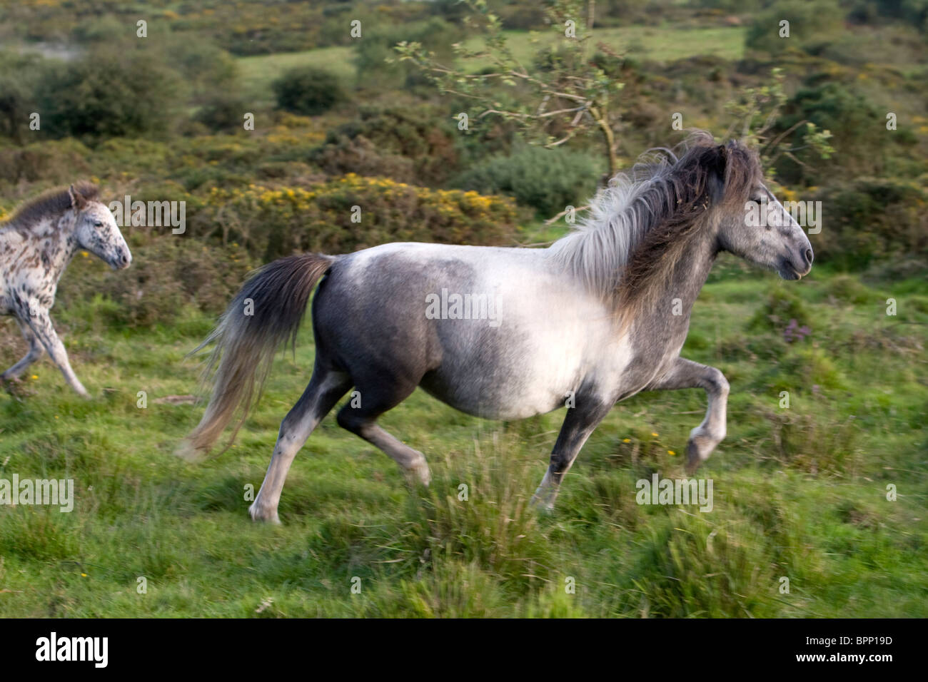 Ein graues Pony und ihr Fohlen auf Bodmin Moor ausgeführt. Stockfoto