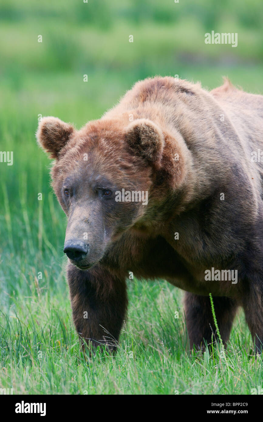 Eine männliche braun oder Grizzly Bear Lake-Clark-Nationalpark, Alaska. Stockfoto