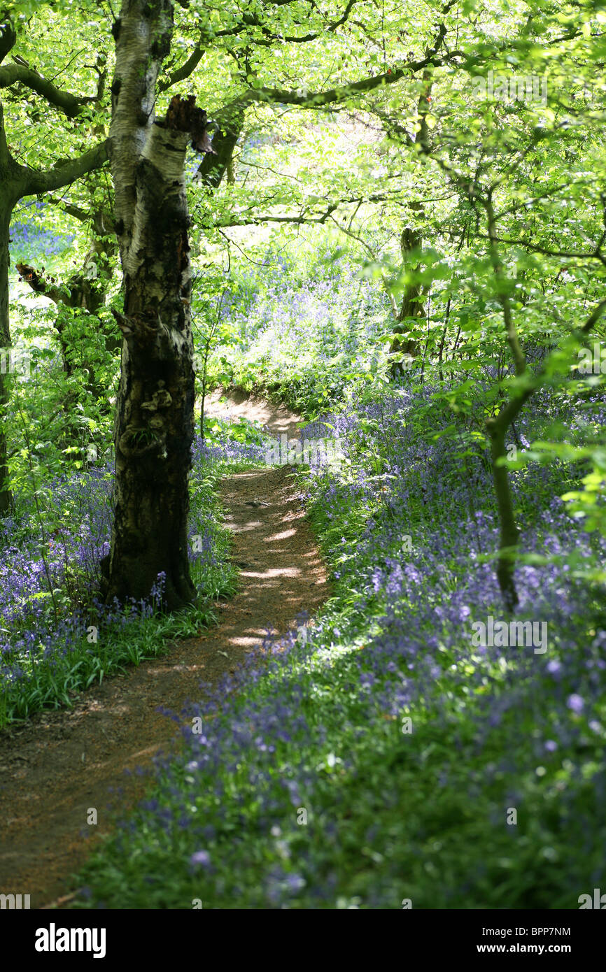 Gemeinsamen Glockenblumen (Hyacinthoides non-Scripta) mit einem Wanderweg durch eine englische Holz mit Rotbuchen Fagus lässt grüne Feder Stockfoto