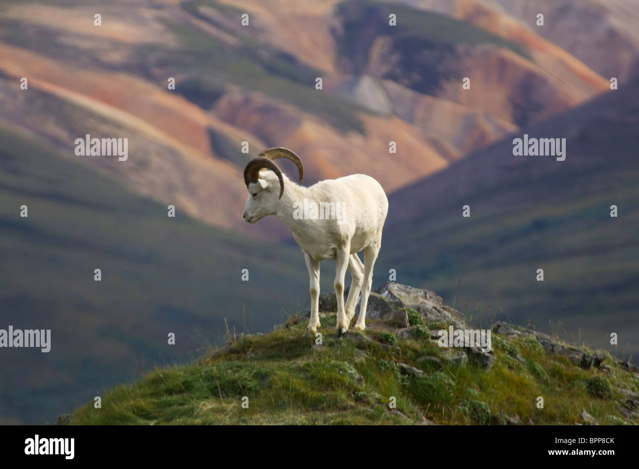Der Dallschafe, Denali-Nationalpark, Alaska. Stockfoto