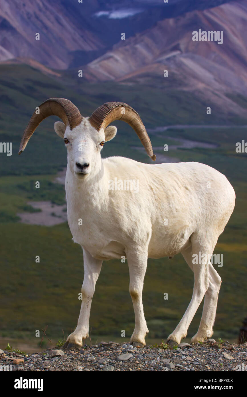 Der Dallschafe, Denali-Nationalpark, Alaska. Stockfoto
