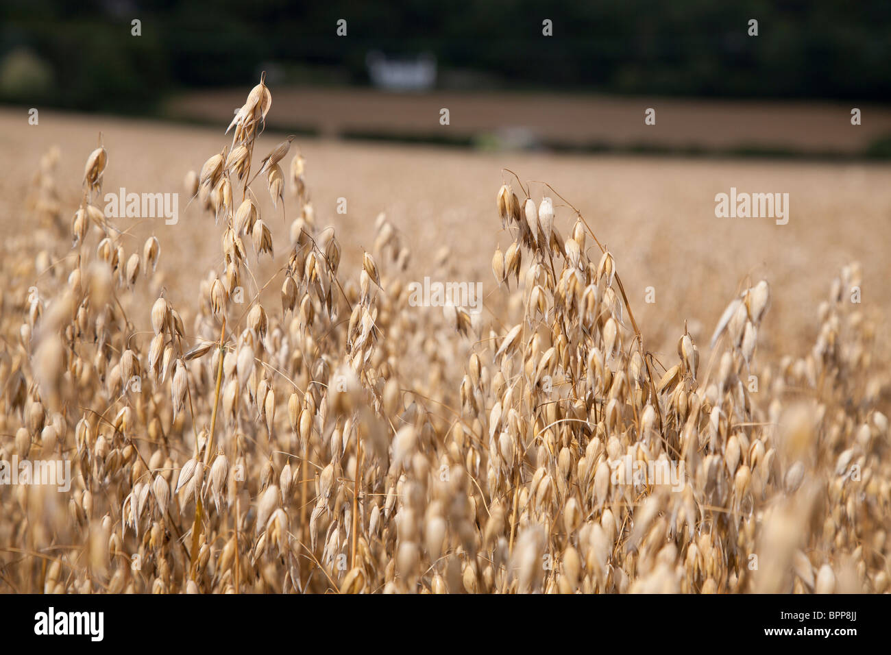 Hafer reif für die Ernte im Feld in Gloucestershire, England UK  Stockfotografie - Alamy