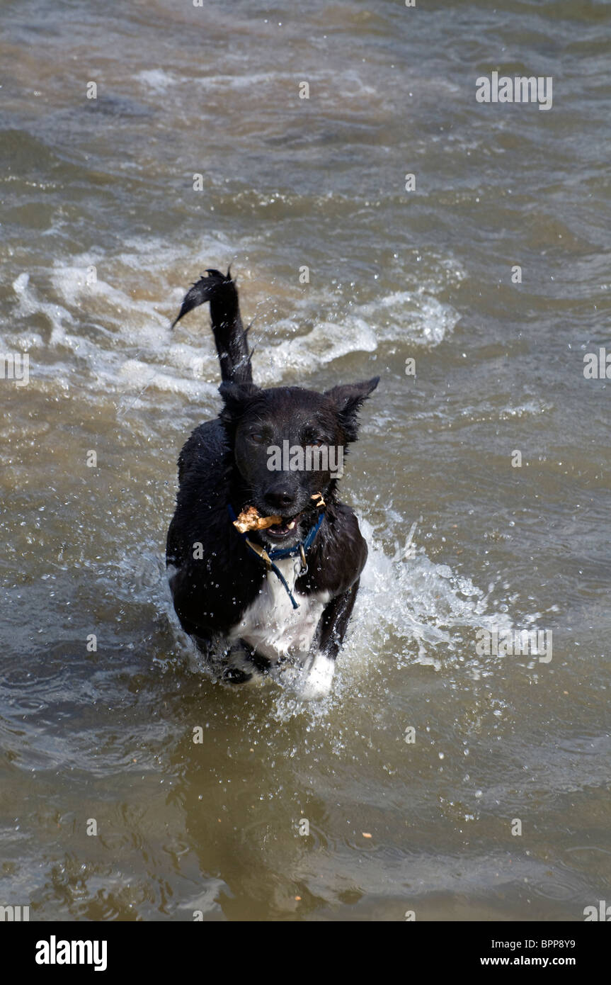 Ein Haustier domestiziert schwarz-weiß Mischling Hund ausgeführt und durch Flusswasser mit einem Stock in den Mund spritzt. Stockfoto