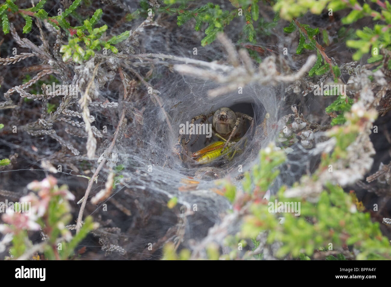 Grass Trichter Weaver Spider (Agelena Labyrinthica) mit Grasshopper Beute. Stockfoto
