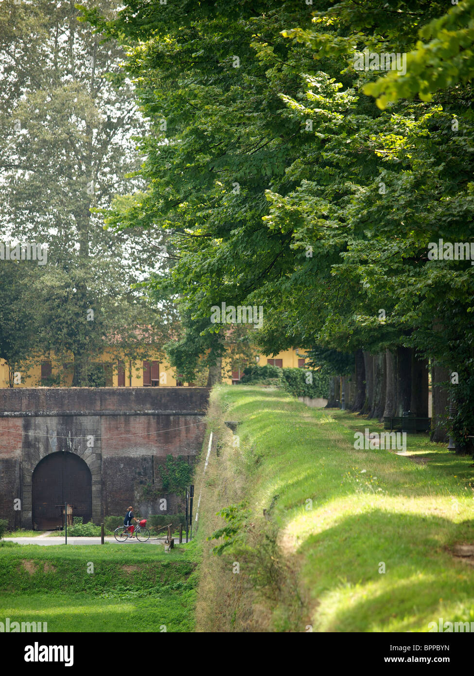 Die historischen Stadtmauer von Lucca, Toskana, Italien, hat große Bäume wachsen oben drauf. Stockfoto