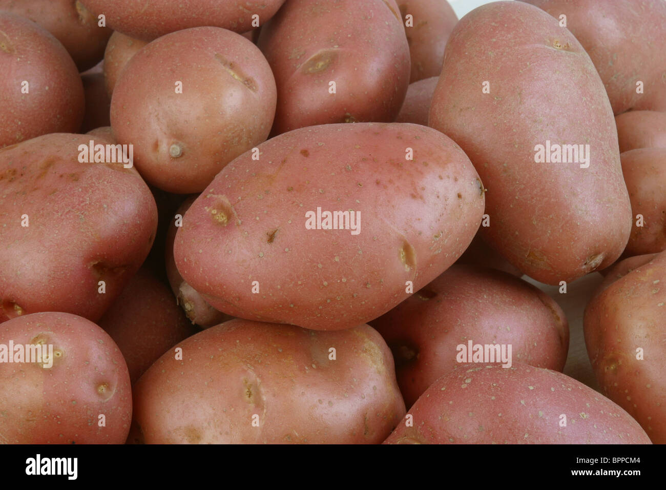 rote Kartoffeln Stockfoto