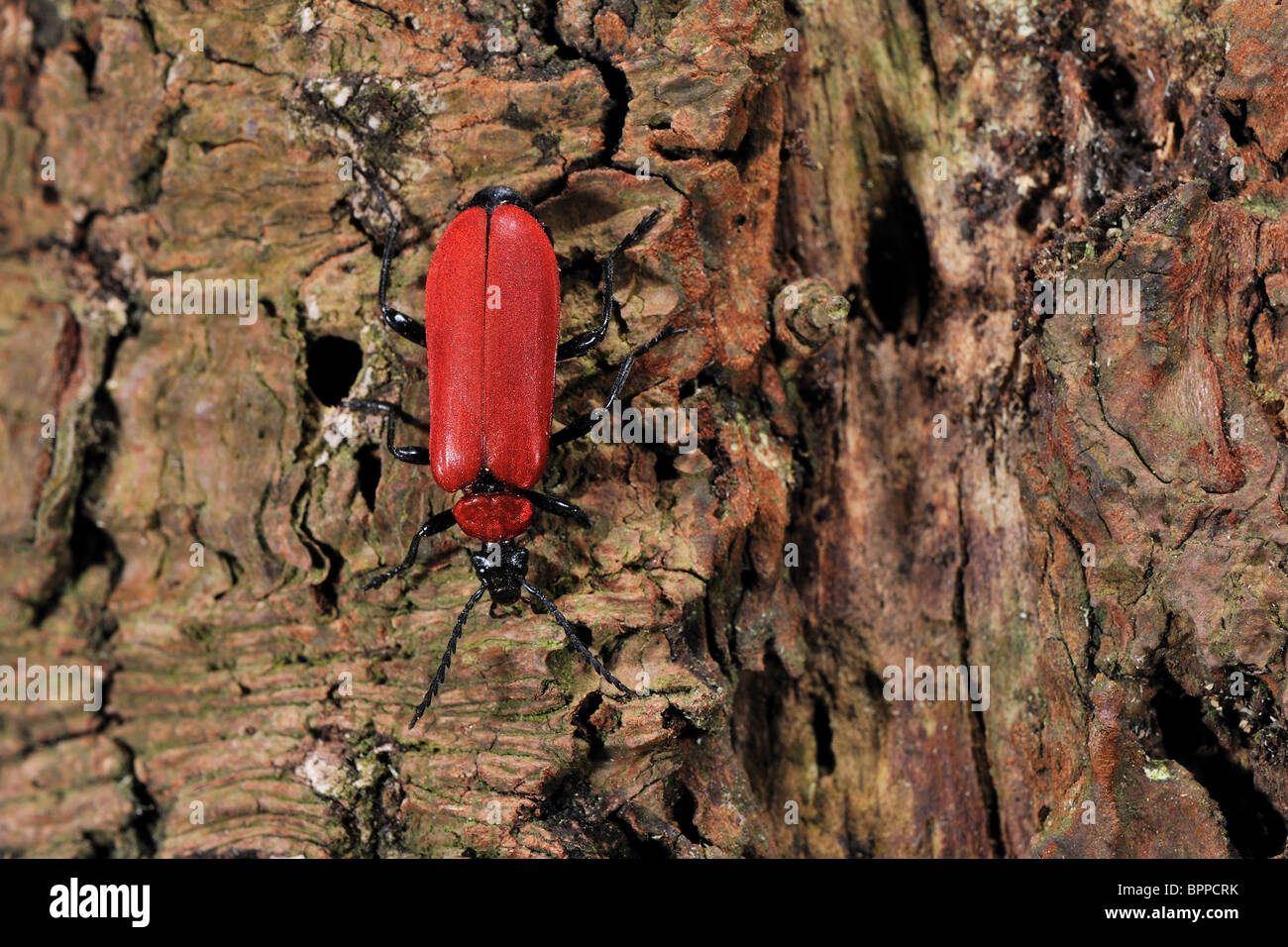 Kardinal Käfer (Pyrochroa Coccinea) an toten Baumstamm Stockfoto