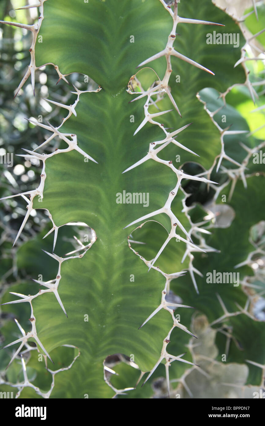 Euphorbia Grandicornis Cactus Spikes Stockfoto