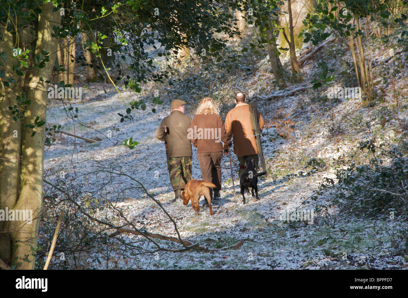 Ein Fasan schießen im Vereinigten Königreich Stockfoto