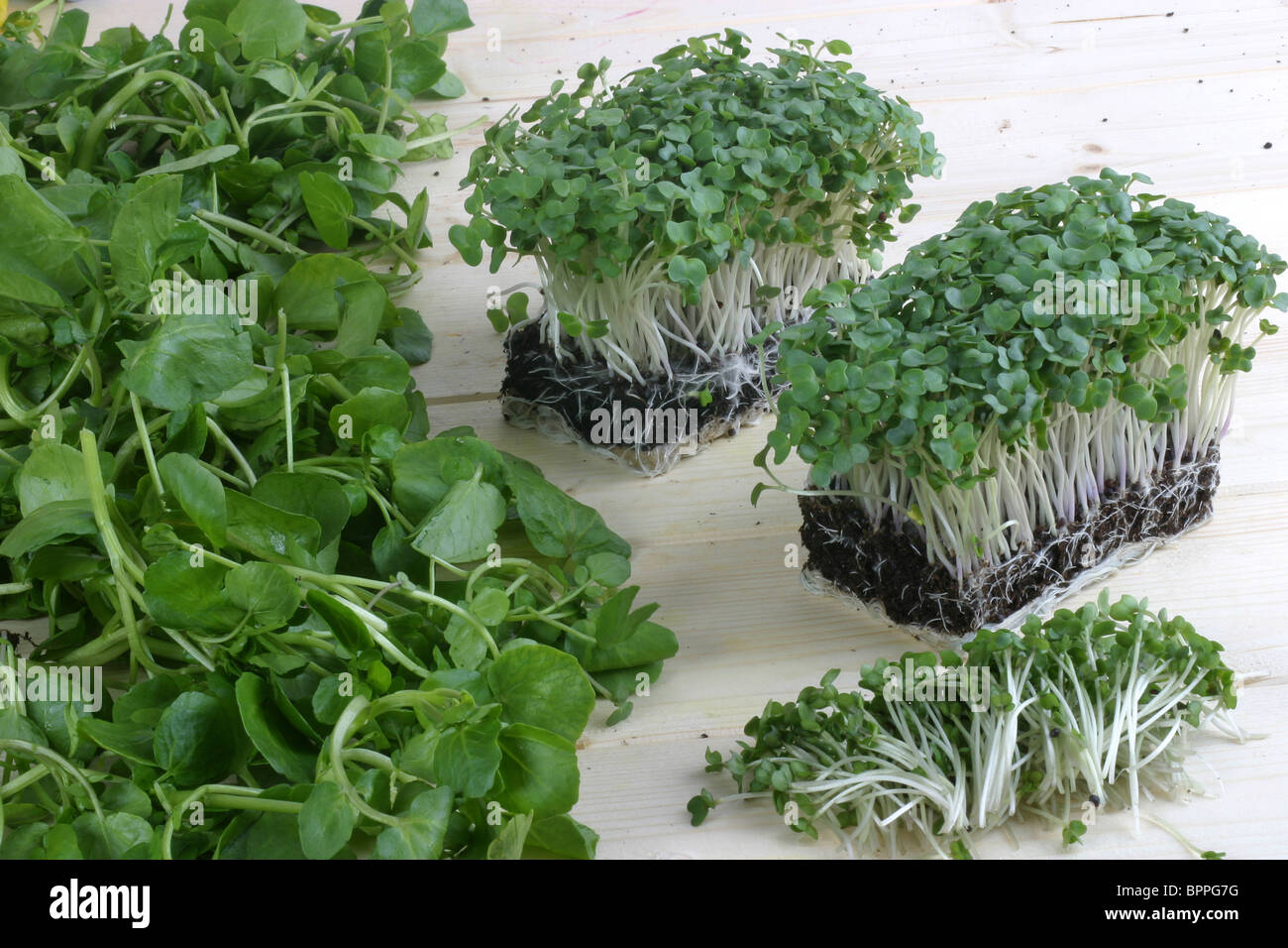 Kresse und Senf und Kresse Stockfoto