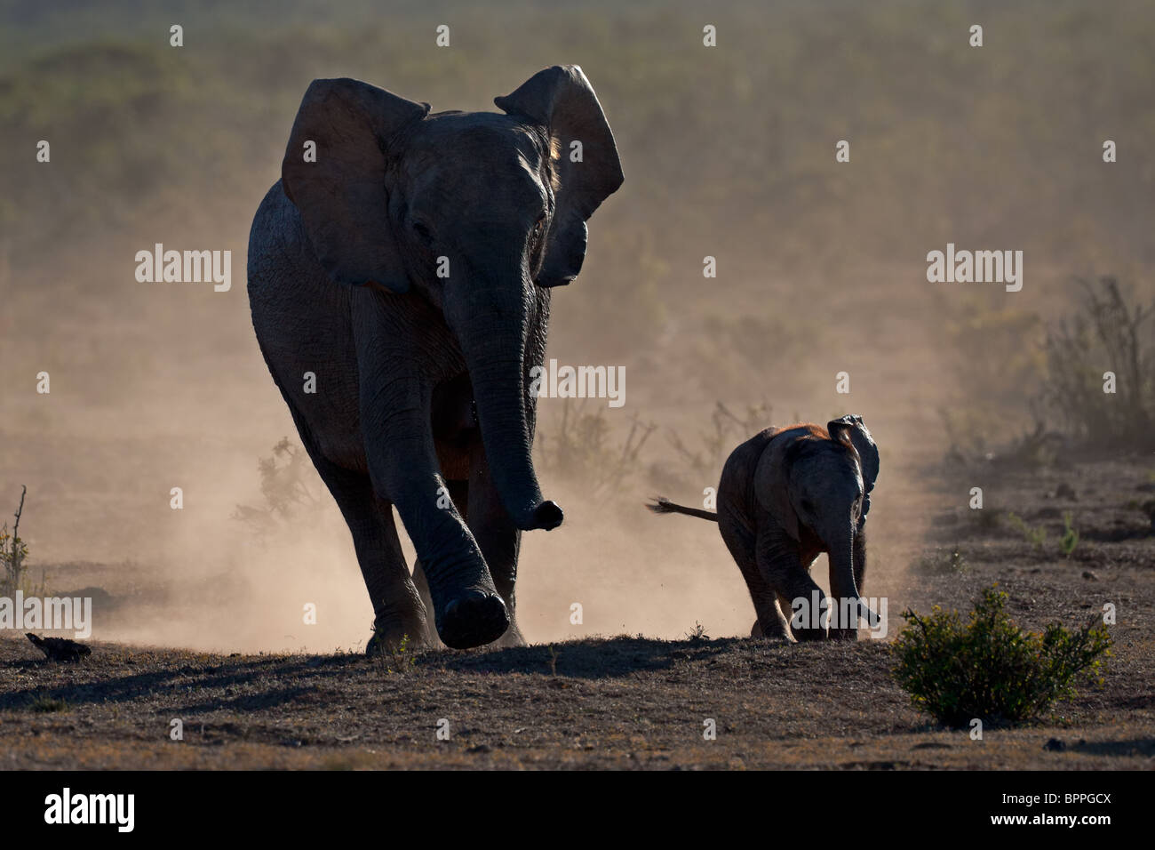 Afrikanischer Elefant Kuh mit Kalb (Loxodonta Africana) Silhouette in Staub, Addo Elephant Park, Südafrika Stockfoto