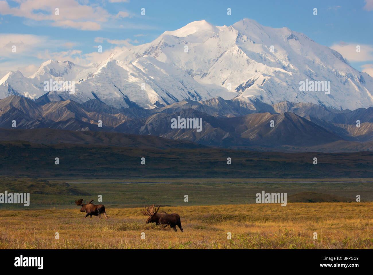 Bull Moose vor Mt. McKinley, Denali-Nationalpark, Alaska. Stockfoto