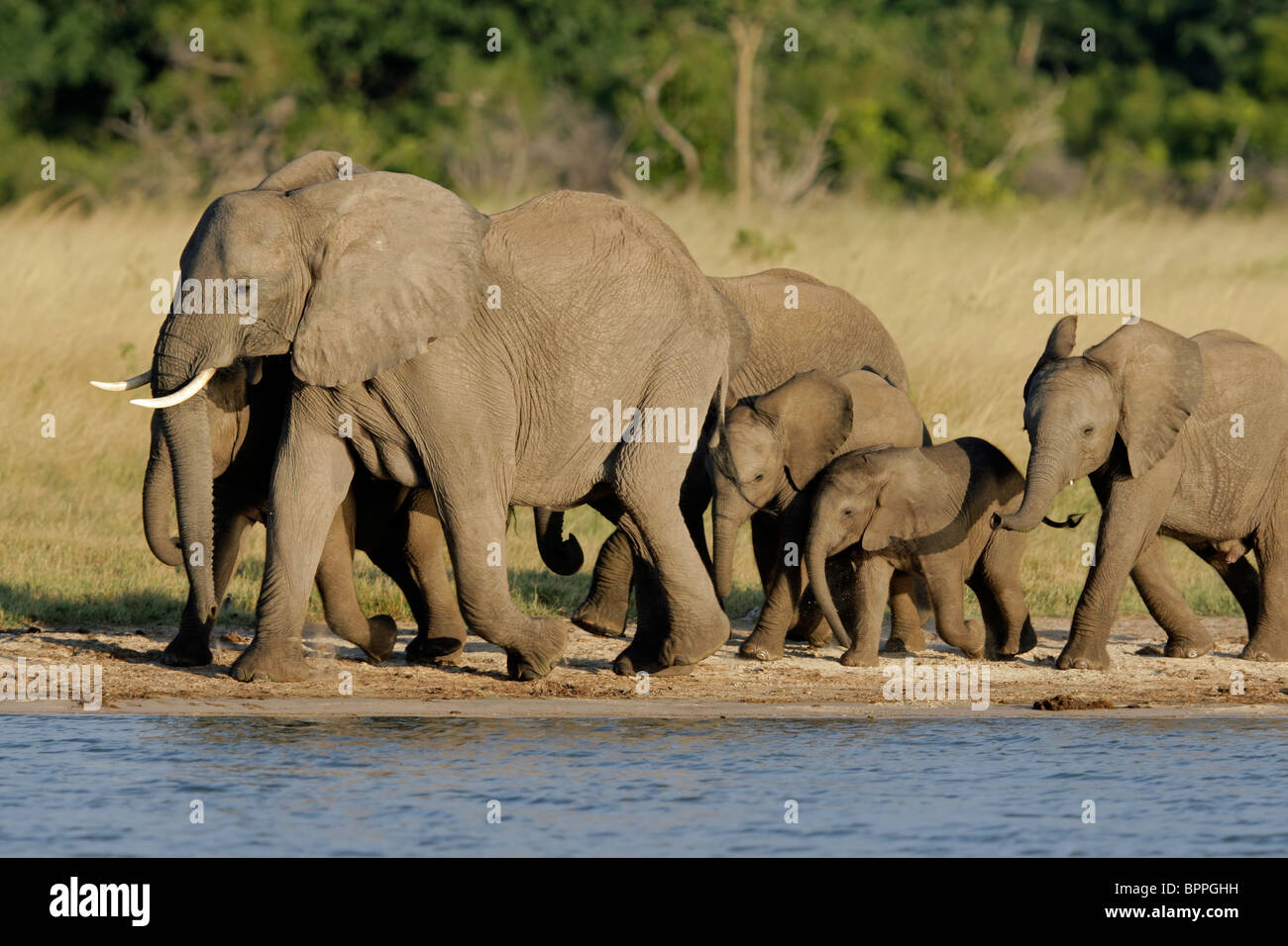 Herde von afrikanischen Elefanten (Loxodonta Africana) an einem Wasserloch, Hwange Nationalpark, Simbabwe, Südafrika Stockfoto