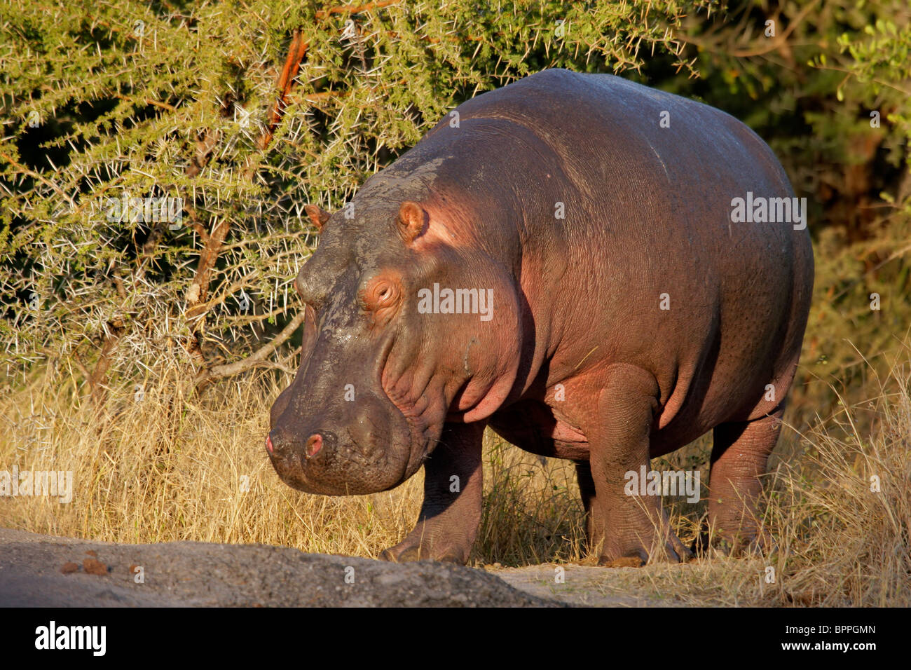 Flusspferd (Hippopotamus Amphibius), Krüger Nationalpark, Südafrika Stockfoto