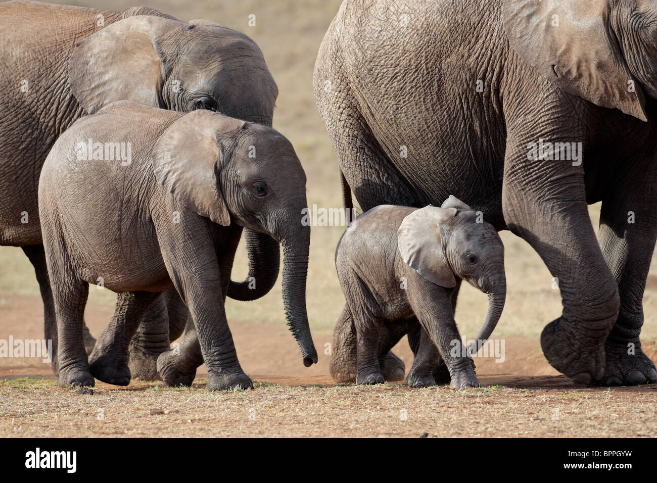 Kleine Herde von afrikanischen Elefanten (Loxodonta Africana), Südafrika Stockfoto