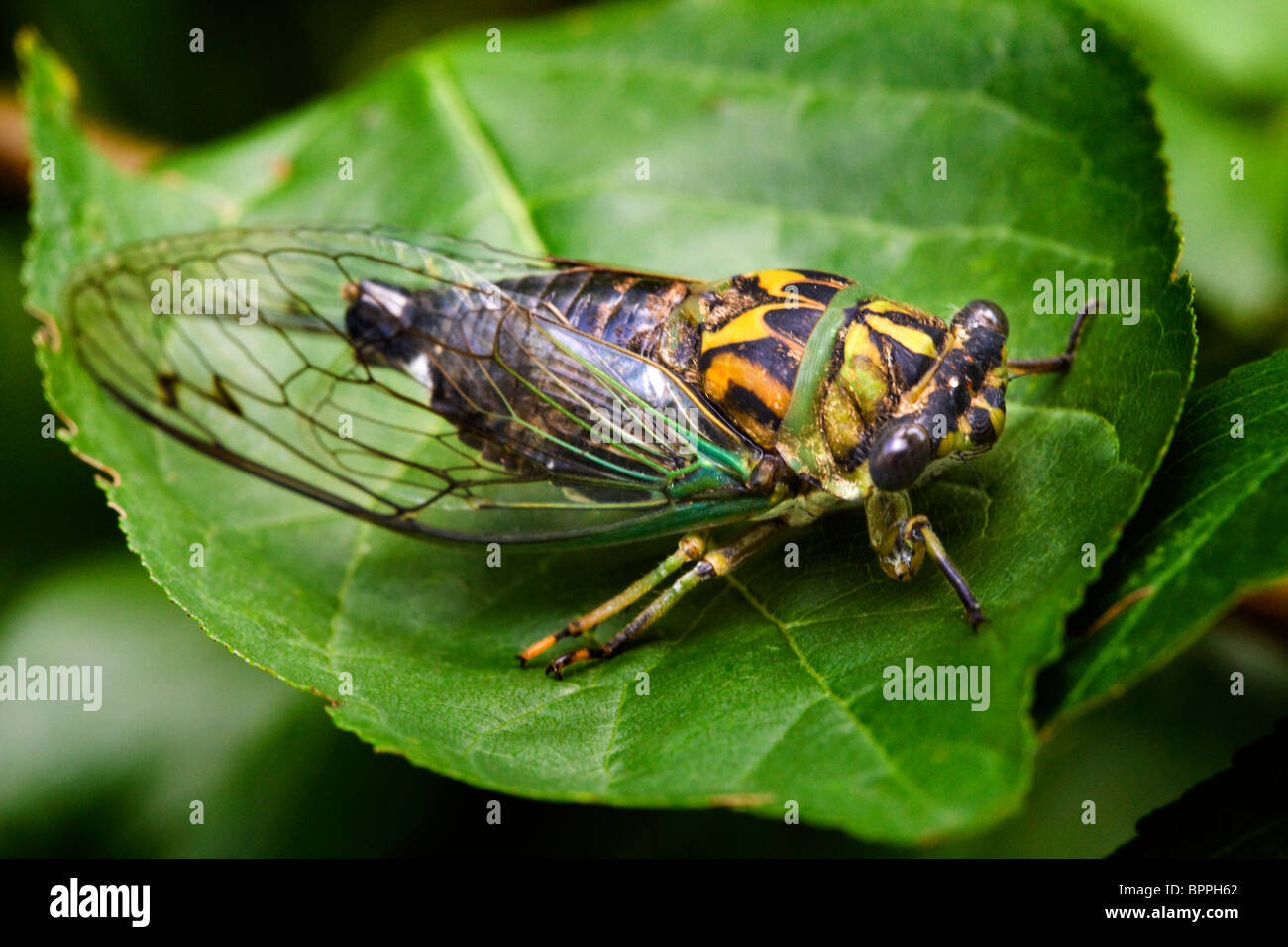 Jährliche Zikade (Tibicen Linnei) - USA Stockfoto