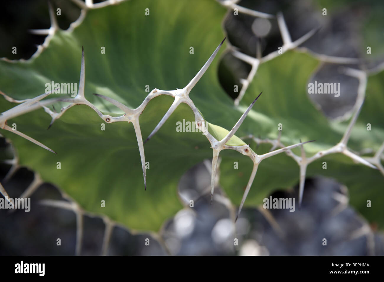 Euphorbia Grandicornis Kaktus Stockfoto