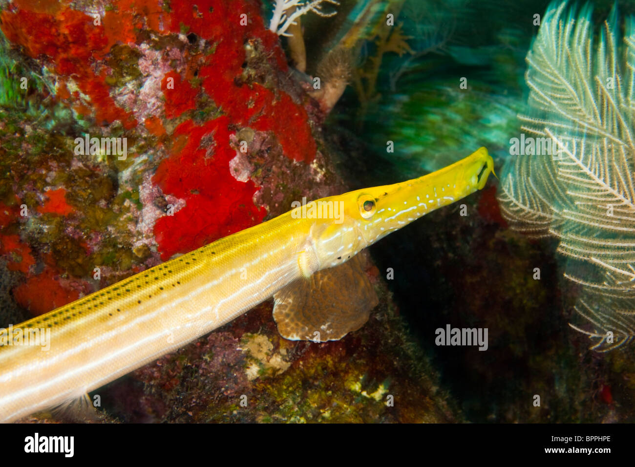 Trumpetfish (Aulostomus Maculatus), Utila, Nordseite, Bay Islands, Honduras, Mittelamerika Stockfoto