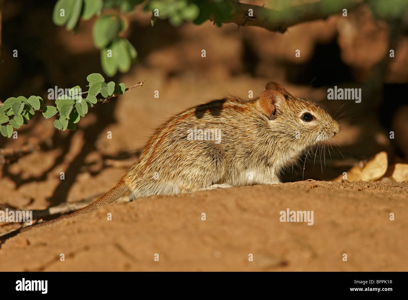 Eine gestreifte Maus (Rhabdomys Pumilio) Fütterung in Wüstenumgebung, Südafrika Stockfoto