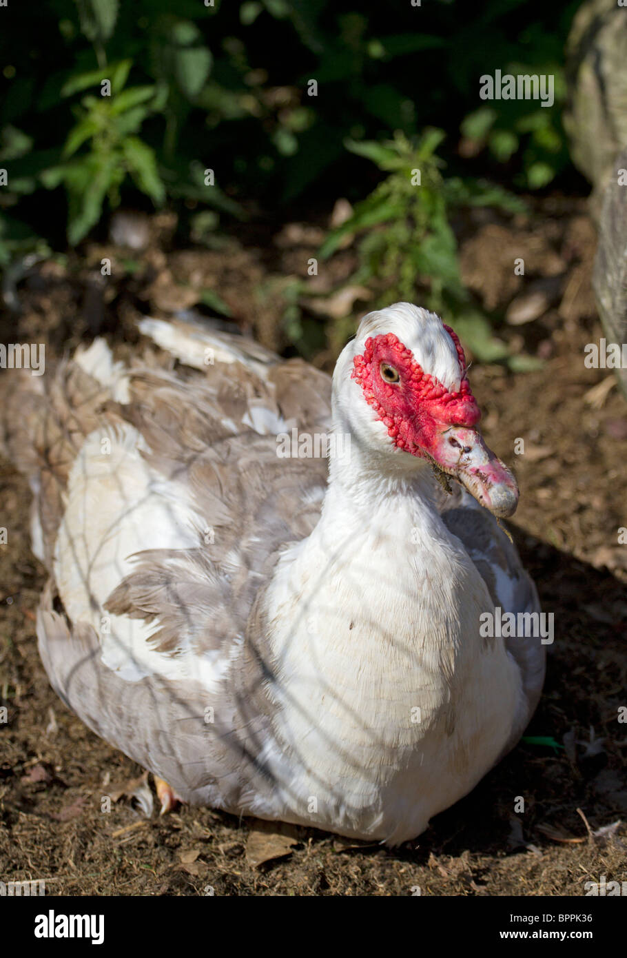 Barbarie-Ente im Stift Stockfoto