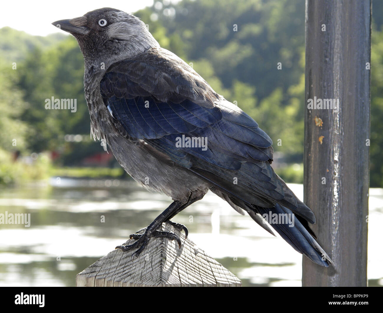 Dohle (Corvus Monedula) Vogel in der Krähe-Familie. Stockfoto
