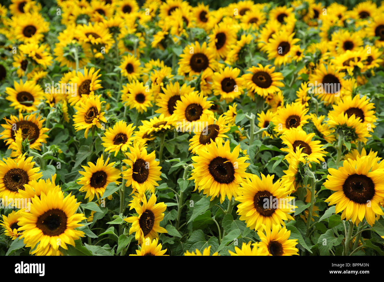 Feld von Sonnenblumen Stockfoto