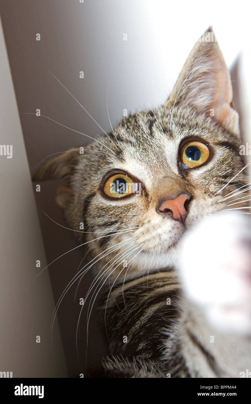 Süße kleine Mackerel Tabby Kitten (Felis catus) spielen, der in einer Kartonage verpackt Stockfoto