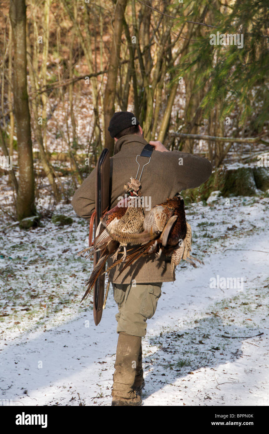 Ein Fasan schießen im Vereinigten Königreich Stockfoto