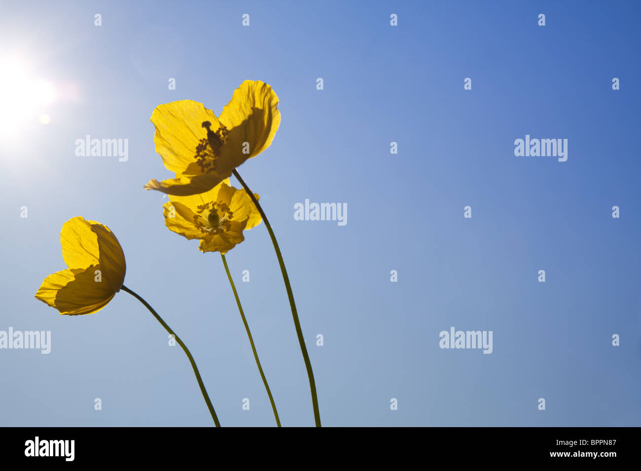 Wilder Mohn lehnt sich in Richtung der Sonne in einem klaren blauen Himmel Stockfoto