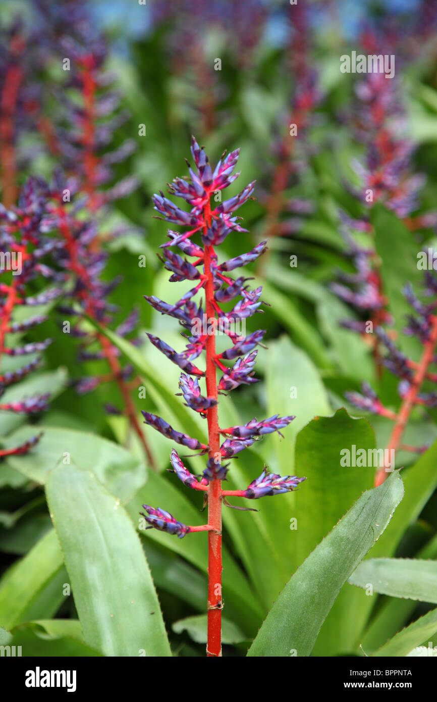 Aechmea Del Mar Stockfoto