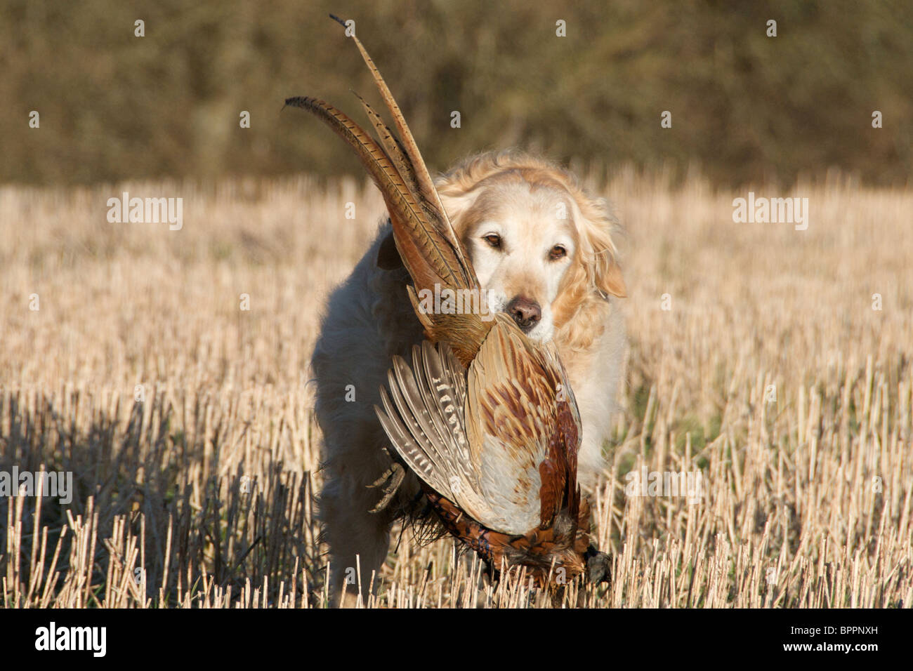 Ein Fasan schießen im Vereinigten Königreich Stockfoto