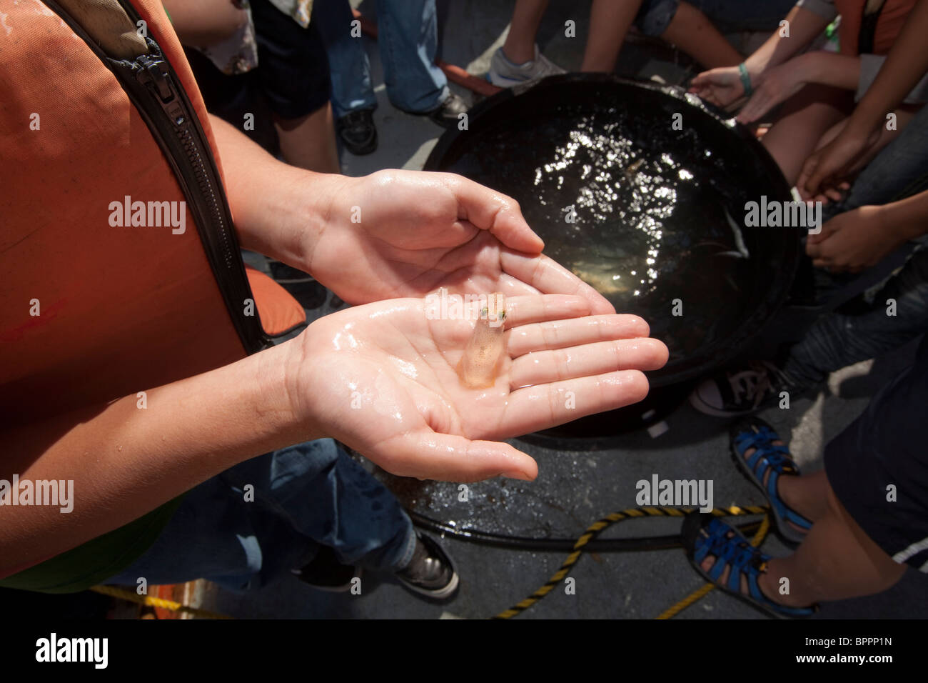 Middle School Student hält Garnelen auf einem Forschungsschiff im Golf von Mexiko in der Nähe von Corpus Christi, Texas während der Exkursion Stockfoto