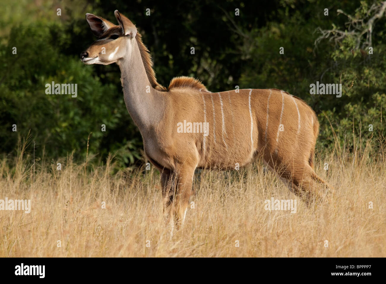 Eine weibliche Kudu Antilope (Tragelaphus Strepsiceros), Südafrika Stockfoto