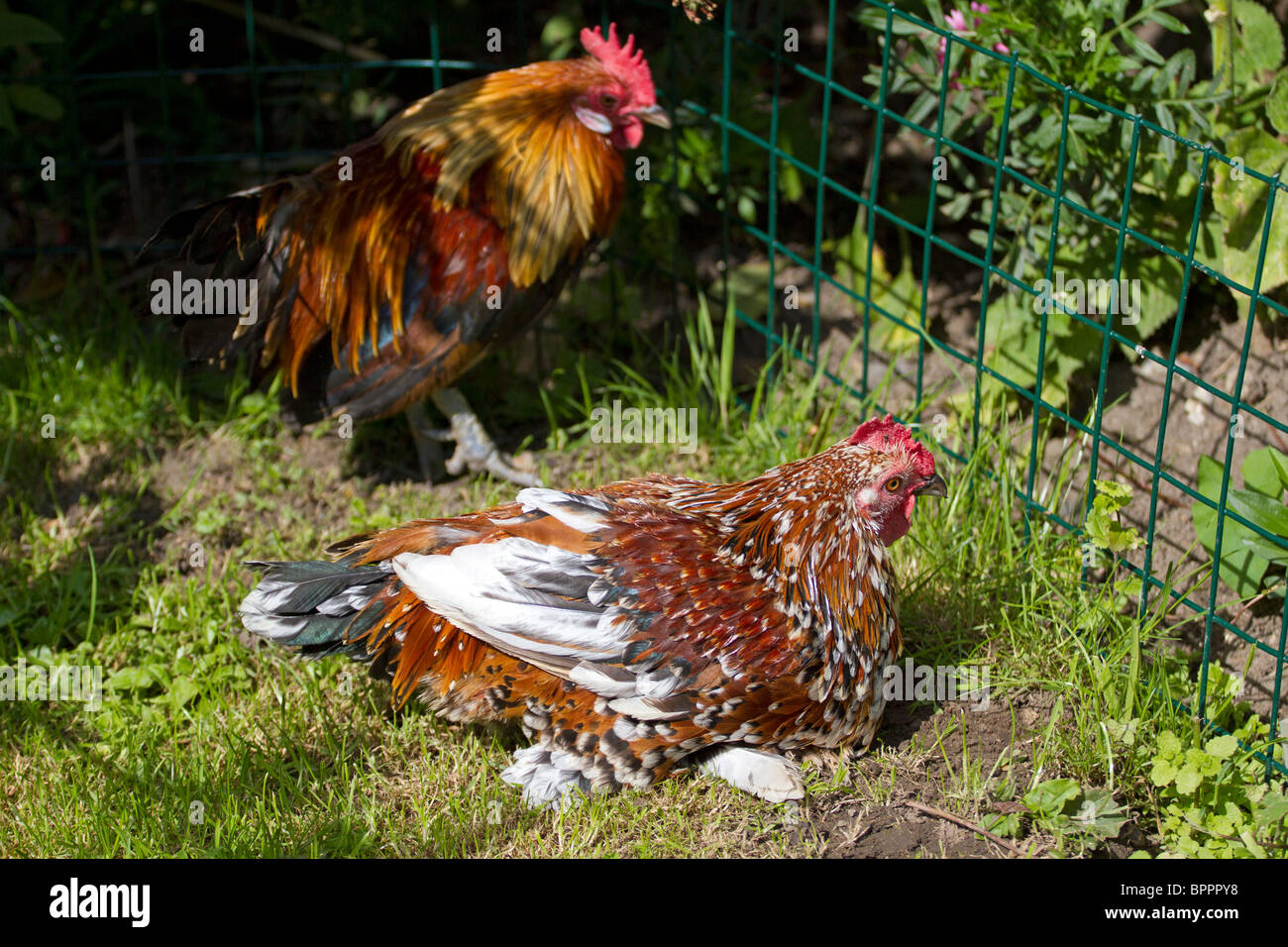 Bantam und Französisch Maran Hühner im Freien im Garten Stockfoto
