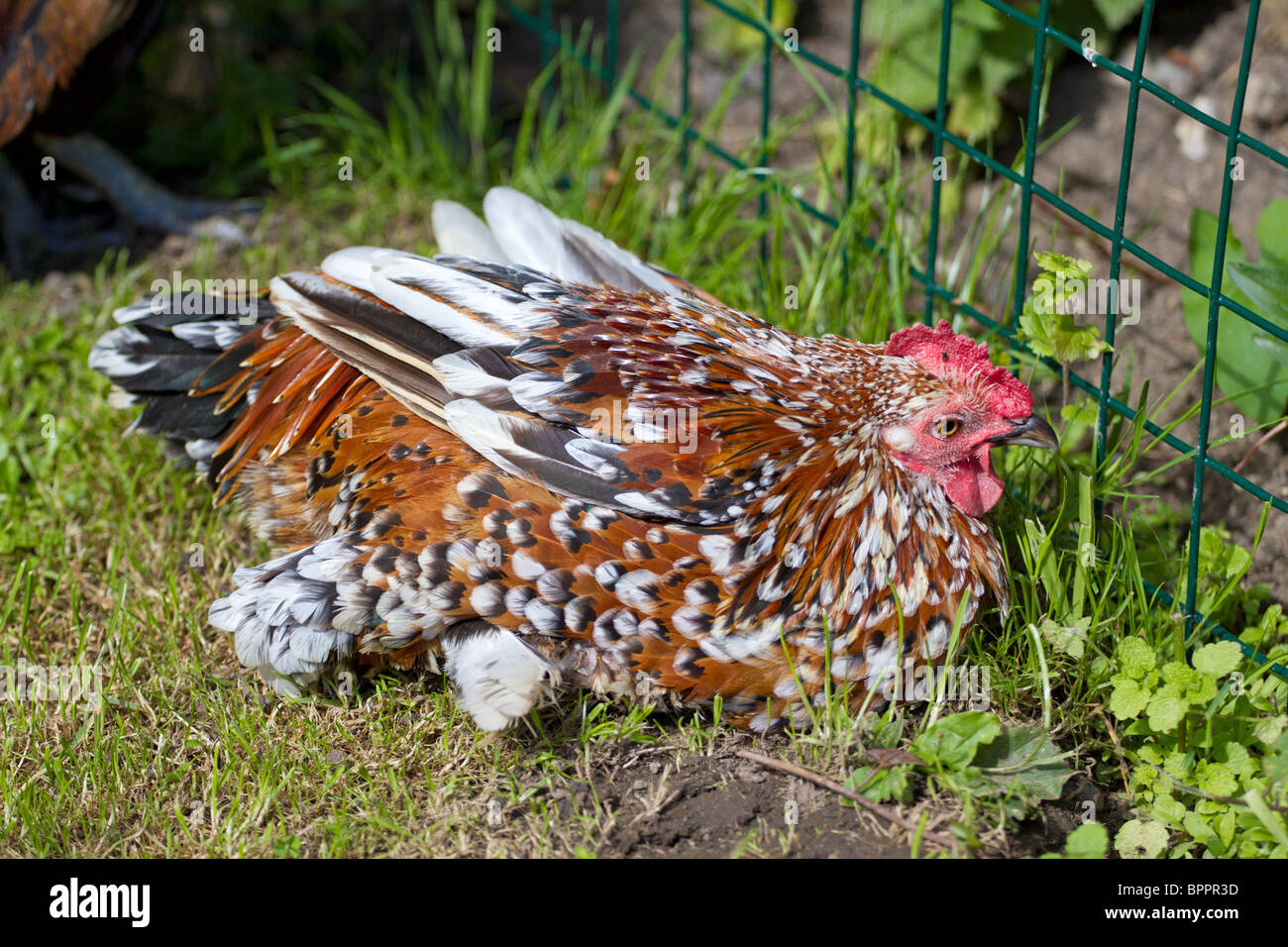 Bantam ruht im Freien im Garten. UK Stockfoto