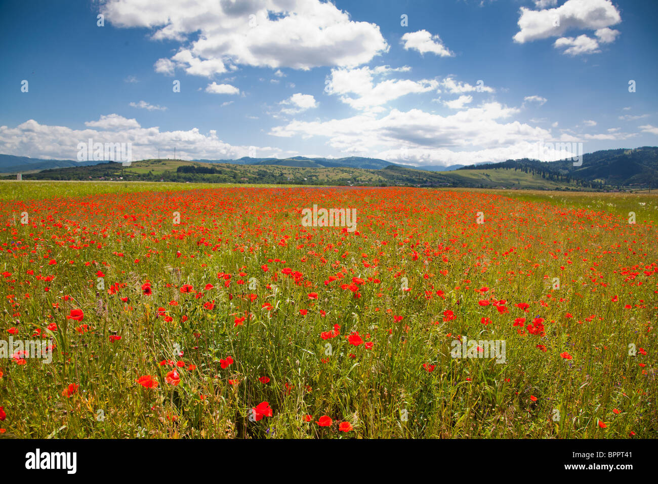 Feld des Kornes in der Landschaft, Grafschaft Brasov, Rumänien. Stockfoto