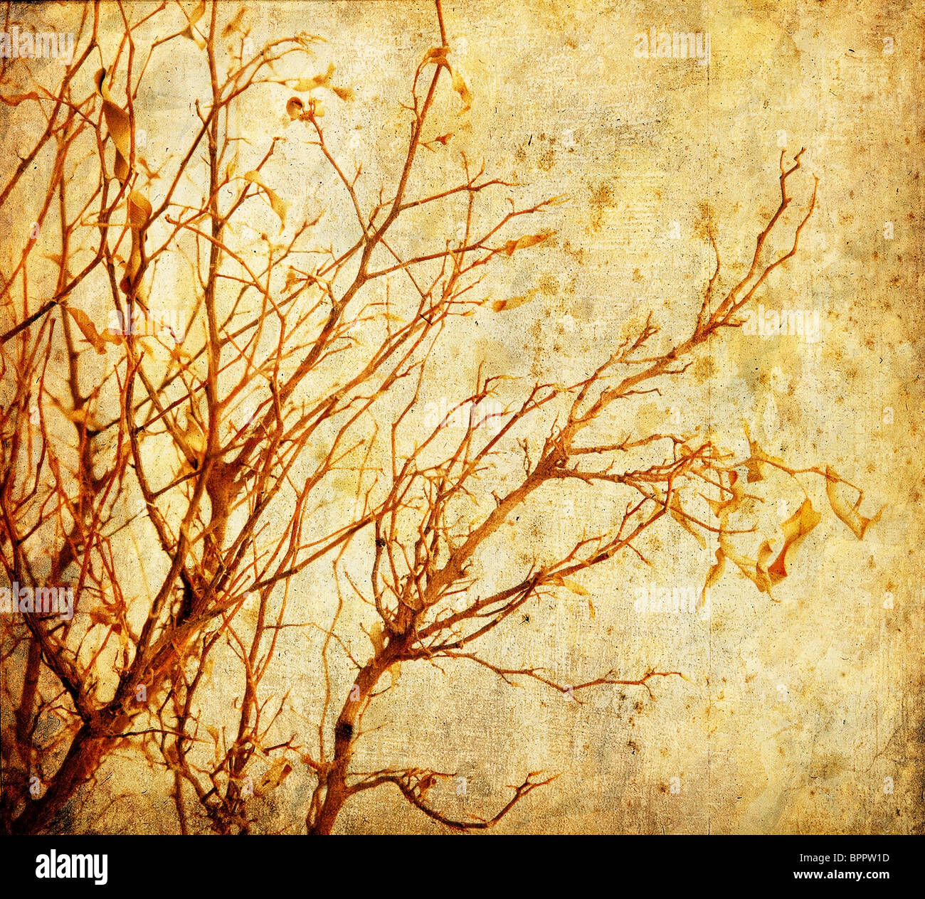 Grunge herbstlichen Baum Stockfoto