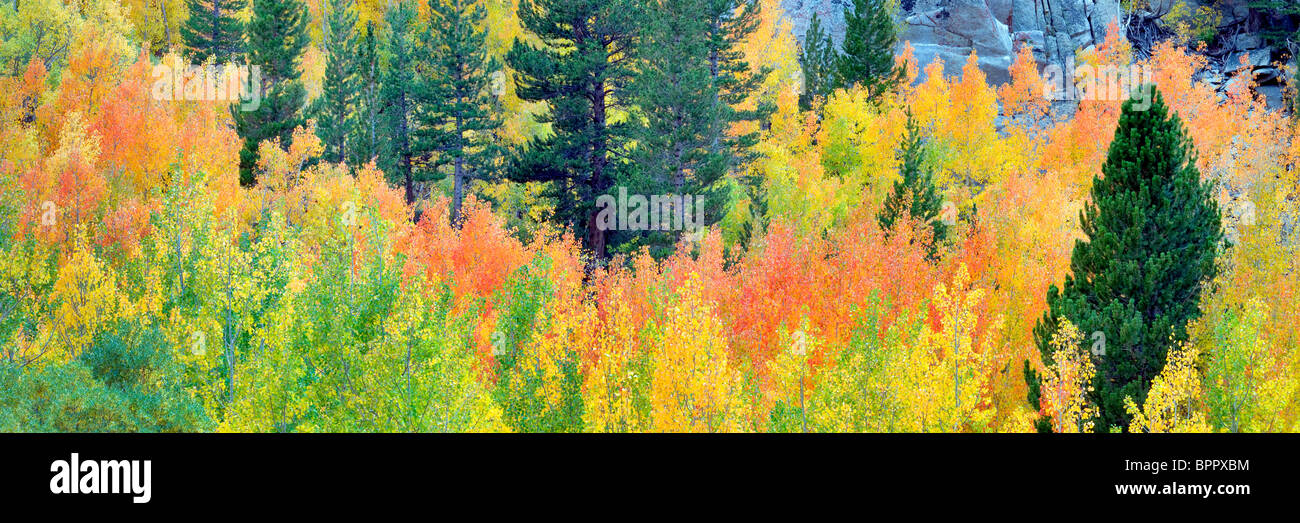 Mischwald der Espen im Herbst Farben und Tannen. Inyo National Forest. California Stockfoto